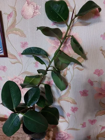 Продажа фикуса - Цветы в Тюмень