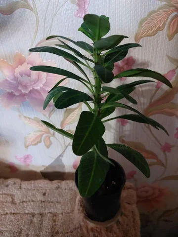 Продажа автомобиля Миля - частное объявление в Ялуторовск