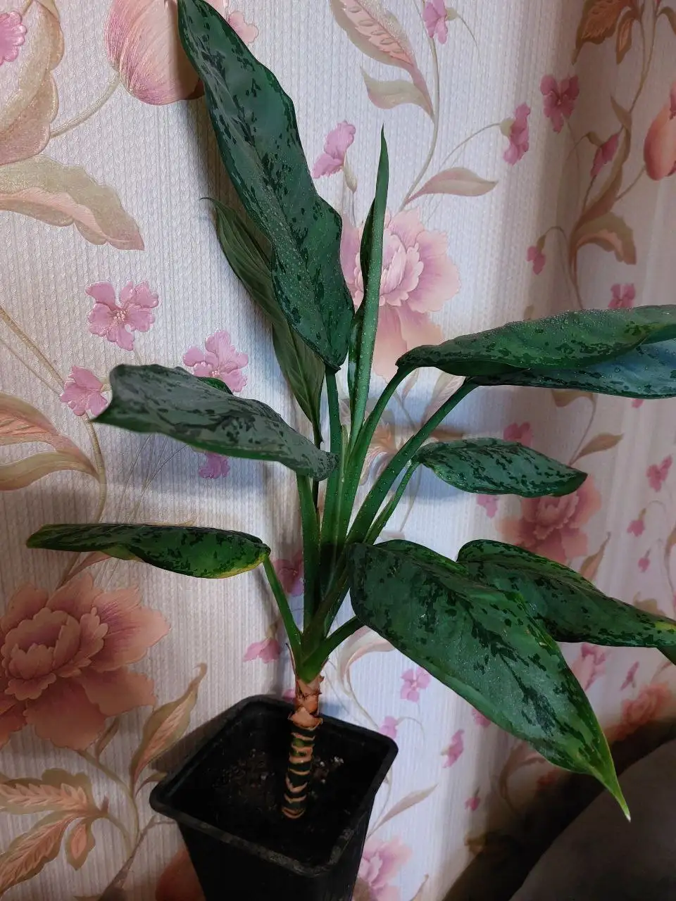 Продажа аглоанемы - Комнатные растения (Хобби и отдых) в Ялуторовск