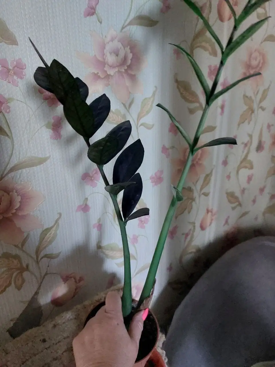 Продажа замиокулькаса Чёрного - Растения (Хобби и отдых) в Ялуторовск