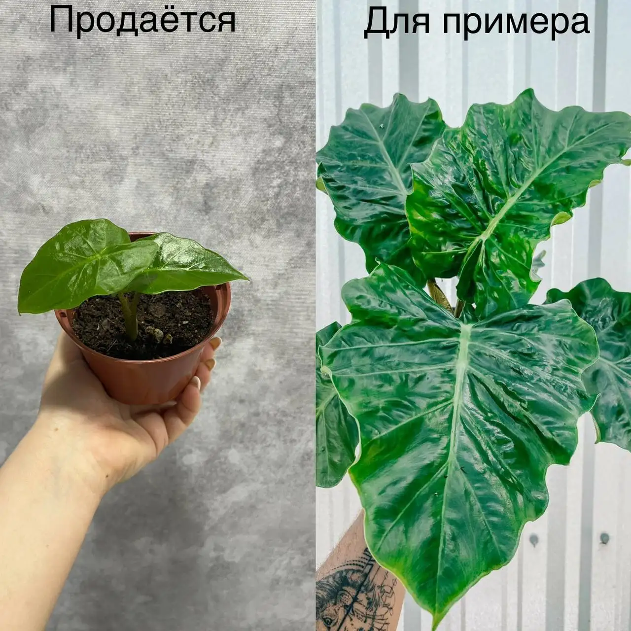 Продам Алоказию Лоу Ридер - Растения (Хобби и отдых) в Тюмень