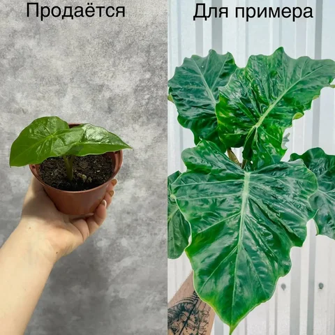 Продам Алоказию Лоу Ридер - Цветы в Тюмень