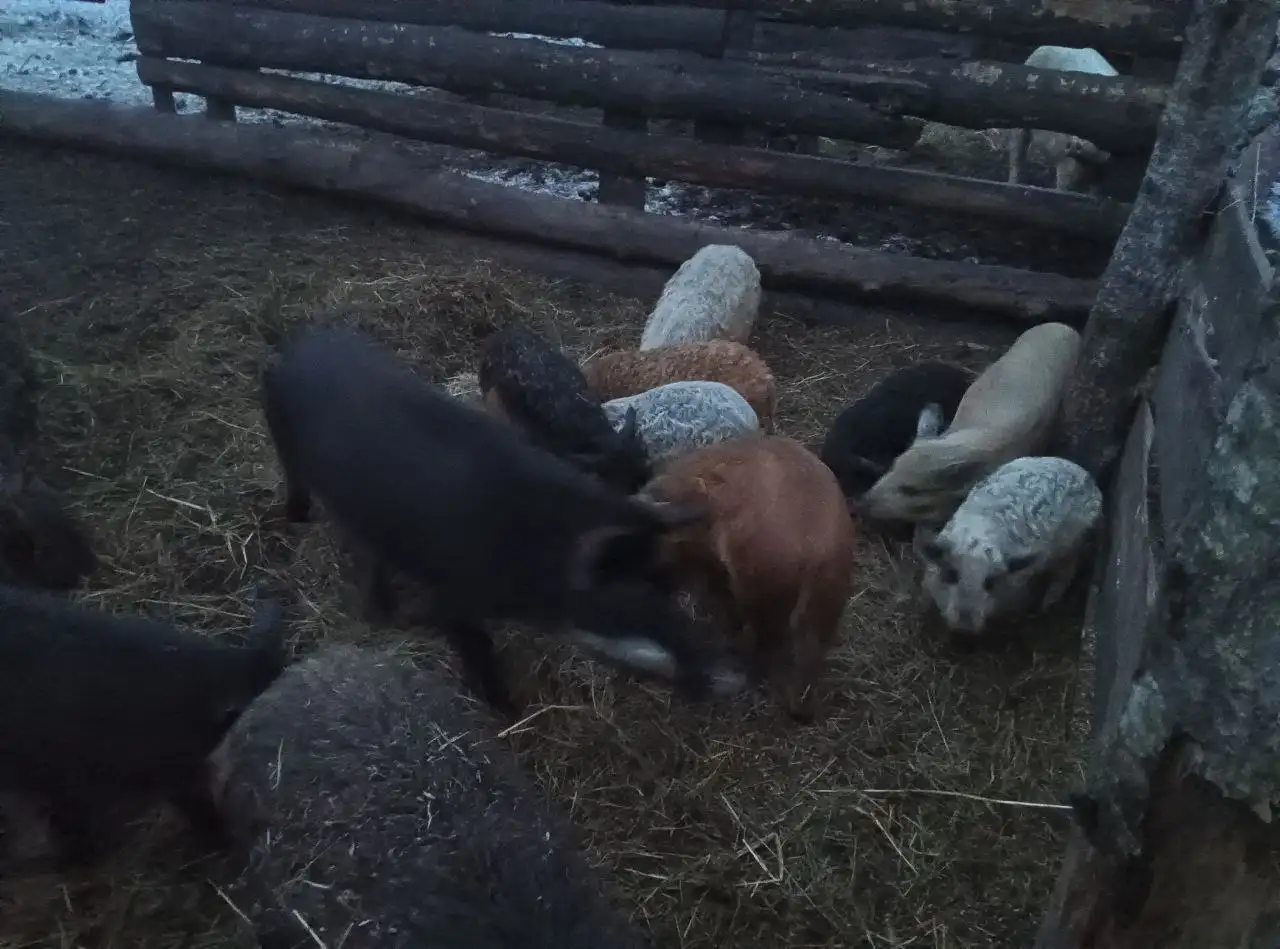 Продажа поросят породы венгерская мангалица - Сельскохозяйственные животные (Животные) в Тюмень