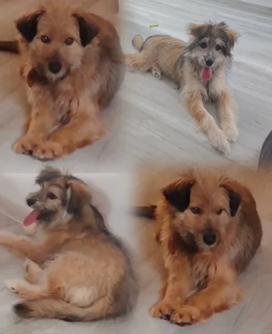 Щенки Щечка и Лада ищут дом - Собаки в Тюмень