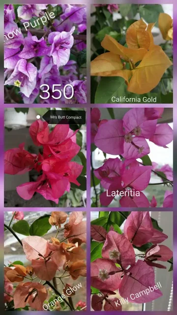 Бугенвиллия - цветок красивый и неприхотливый - Хобби и отдых в Тюмень