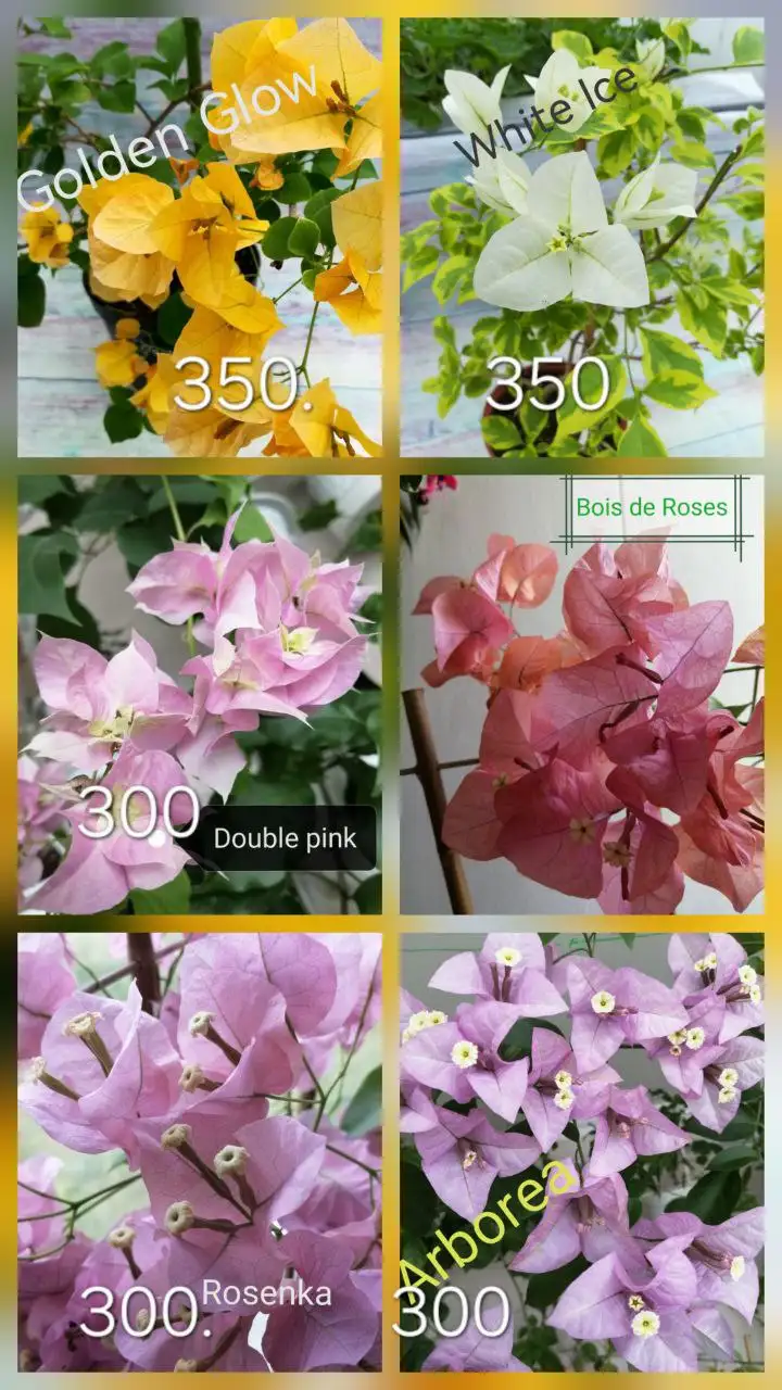 Бугенвиллия - цветок красивый и неприхотливый - Растения (Хобби и отдых) в Тюмень