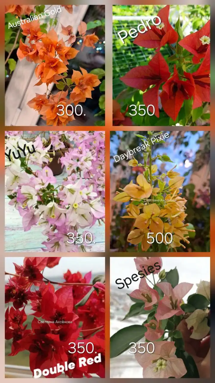 Бугенвиллия - цветок красивый и неприхотливый - Растения (Хобби и отдых) в Тюмень