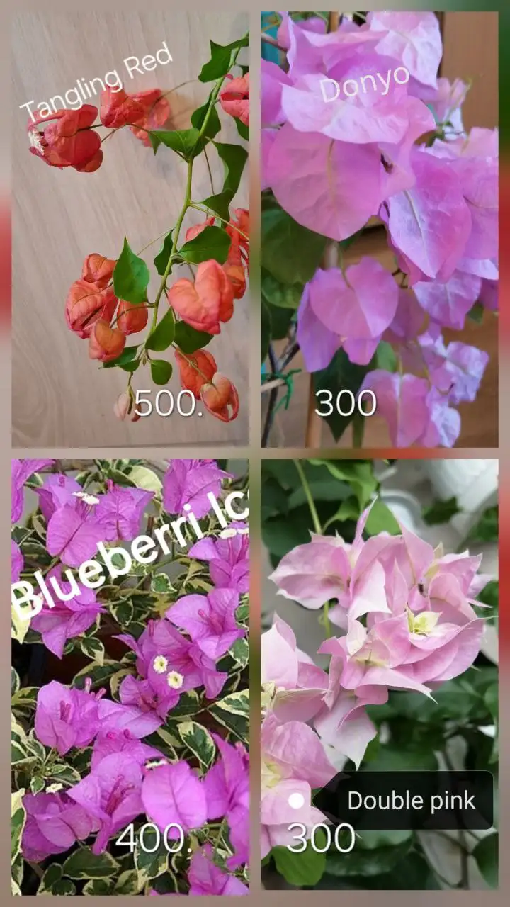 Бугенвиллия - цветок красивый и неприхотливый - Растения (Хобби и отдых) в Тюмень