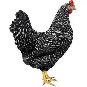 Продажа кур-молодок разных пород - Птица (Животные) в Тюмень