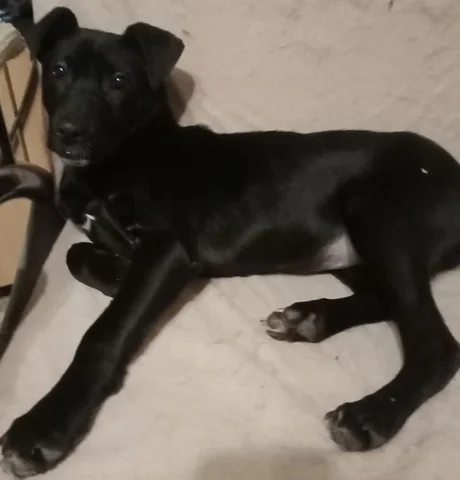 Щенок питбуля и австрийской овчарки - частное объявление в Ембаево