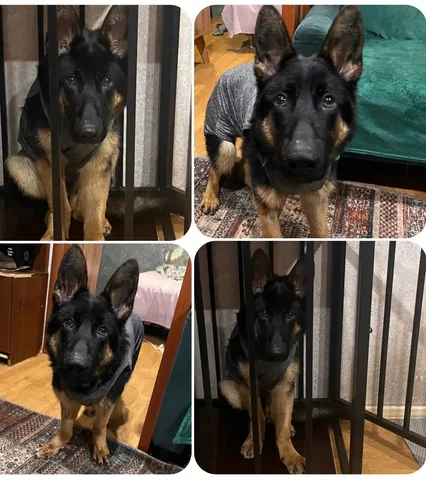 Щенок овчарки Фрея с особенностями здоровья - Животные в Тюмень