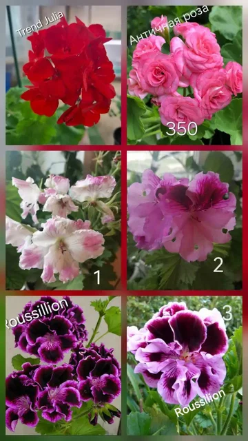 Продажа укорененных черенков пеларгоний - Хобби и отдых в Тюмень