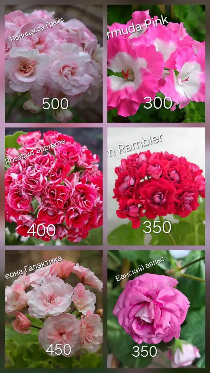 Продажа укорененных черенков пеларгоний - Растения (Хобби и отдых) в Тюмень