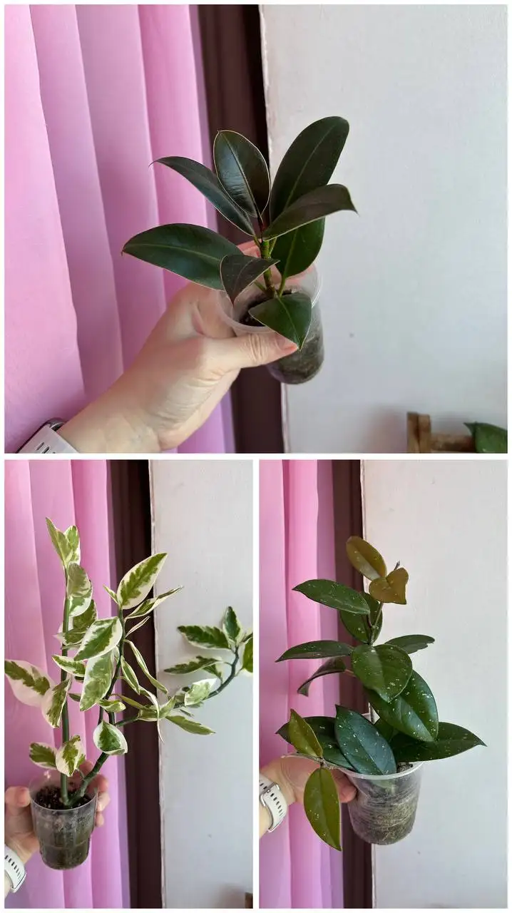 Продам комнатные цветы - Комнатные растения (Хобби и отдых) в Тюмень