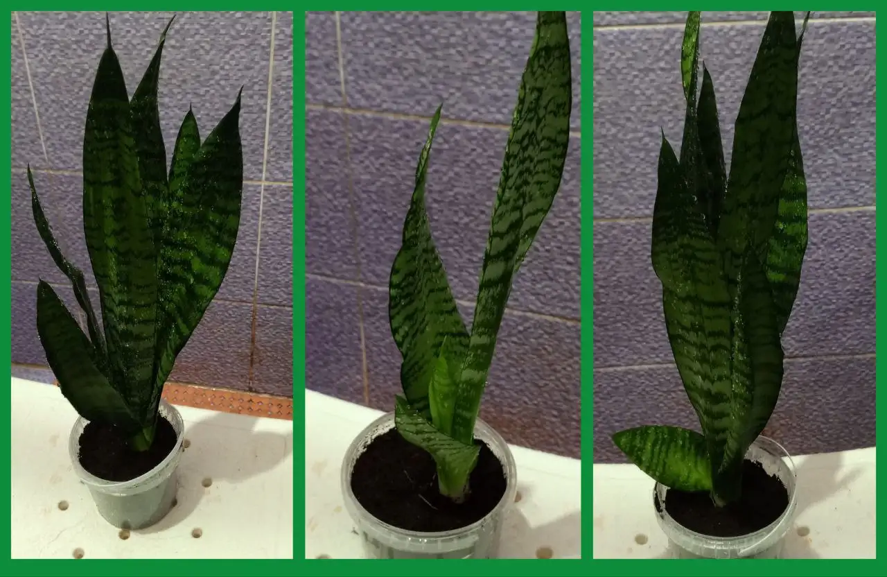 Продам сансевиерию (щучий хвост) - Комнатные растения (Растения) в Тюмень