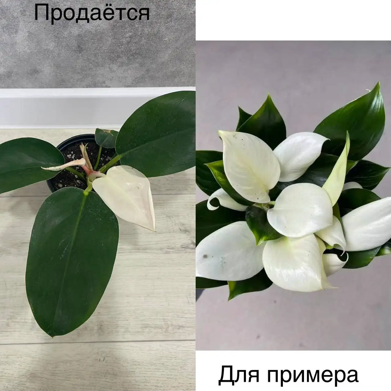 Продам филодендрон Вайт Конго - Растения (Хобби и отдых) в Тюмень