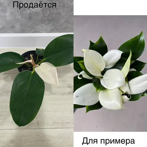Продам филодендрон Вайт Конго - Хобби и отдых в Тюмень