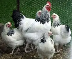 Продажа кур-несушек разных пород - Птица (Животные) в Тюмень