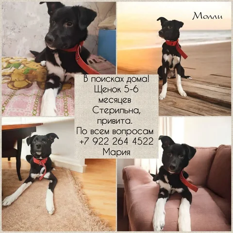 Объявление о продаже товаров или услуг - Садовый инструмент в Тюмень