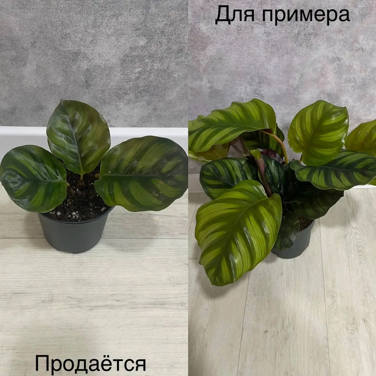 Продам Калатею Фасциата - Растения (Хобби и отдых) в Тюмень