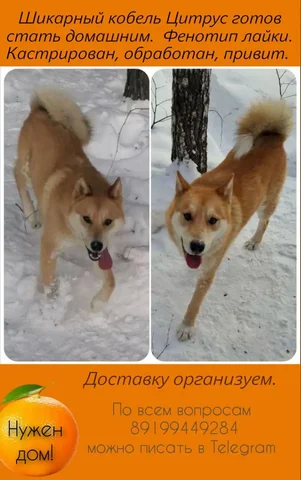 Объявление о продаже товара - Садовый инструмент в Тюмень