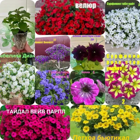 Продажа укорененных черенков цветов - Медицинское оборудование в Тюмень