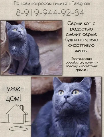 Кот для продажи в Тюмени - Птица в Тюмень