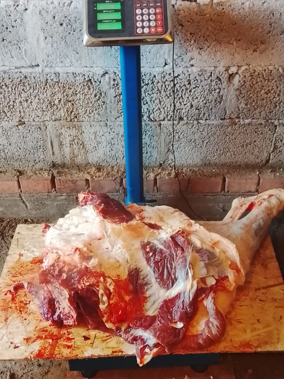 Продажа мяса телки двухгодовалой в селе Чикча - Продукты животноводства (Животные) в Тюмень