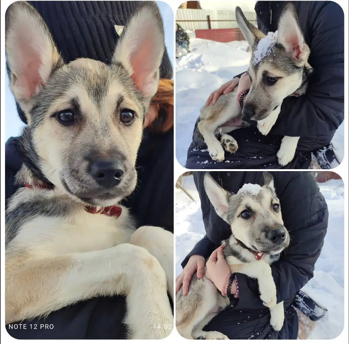 Щенок Рокки в поисках дома - Собаки (Животные) в Тюмень