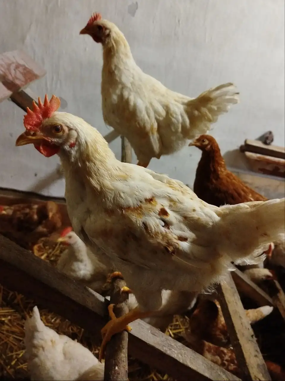 Продажа петушков Ломан браун и Браун ник - Птицы (Животные) в Тюмень