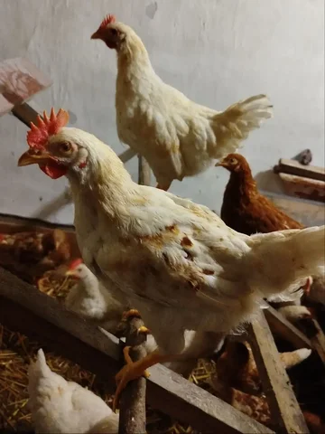 Продажа петушков Ломан браун и Браун ник - Животные в Тюмень