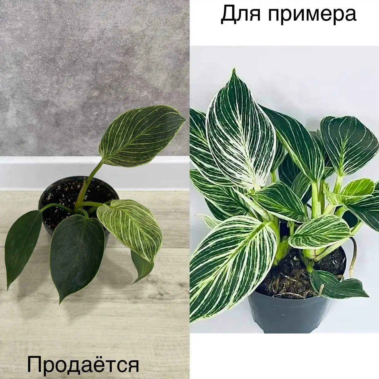 Продам Филодендрон Платинум Даймонд - Растения (Хобби и отдых) в Тюмень