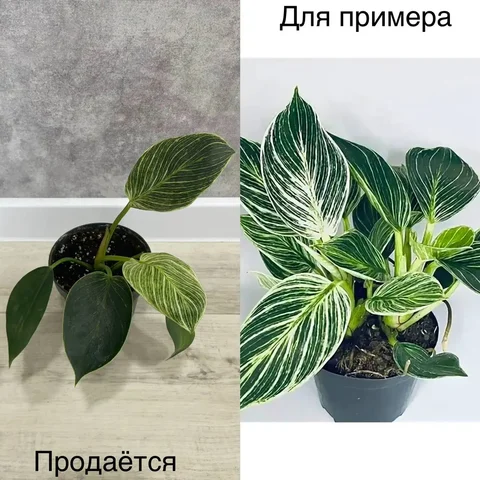 Продам Филодендрон Платинум Даймонд - Цветы/Растения в Тюмень