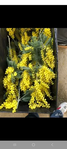 Заказ мимозы на праздничные даты - Цветы/Растения в Тюмень