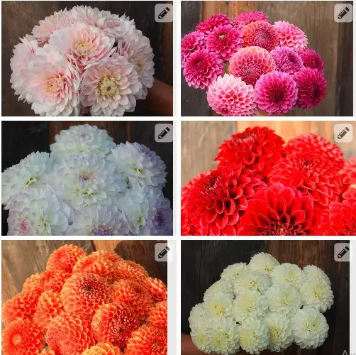 Продажа деленок георгинов 10 штук - Садоводство (Хобби и отдых) в Тюмень