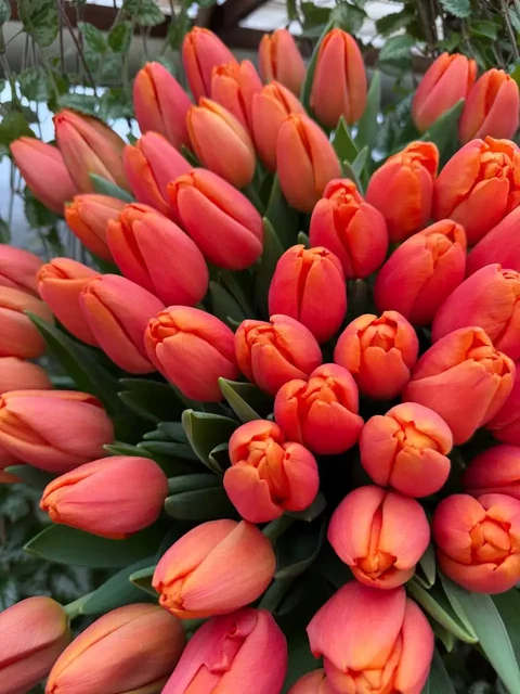 Тюльпаны к 8 марта собственного производства - Цветы/Растения в Боровский