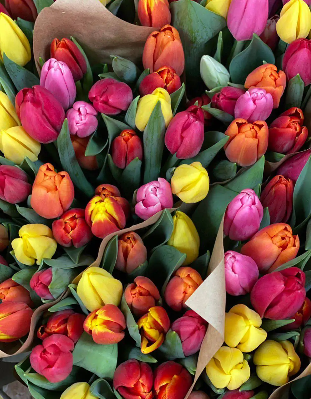Тюльпаны к 8 марта собственного производства - Цветы/Растения (Хобби и отдых) в Боровский