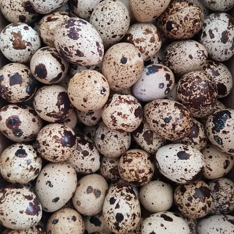 Продажа перепелиных яиц - частное объявление в Ялуторовск