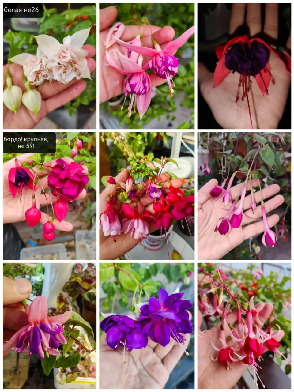 Продажа фуксий, наборы 12 штук - Садоводство/растения (Хобби и отдых) в Тюмень