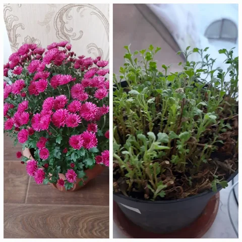 Продажа хризантем мультифлора маточный куст - Растения/Садоводство в Тюмень