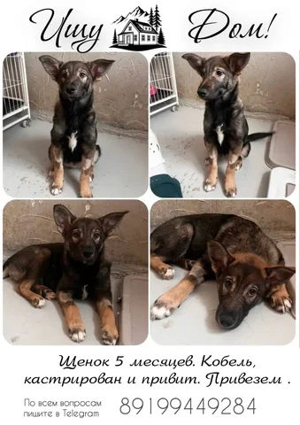 Щенок в Тюмени - Сельскохозяйственные животные в Тюмень