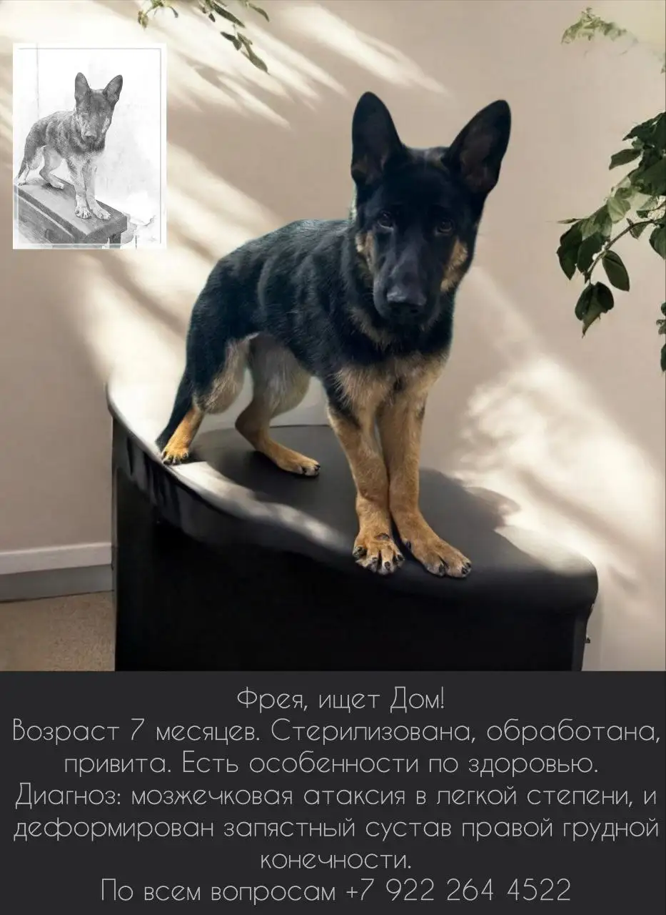 Овчарка Фрея - Собаки (Животные) в Тюмень
