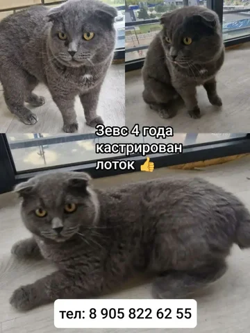 Плюшевый кот Зевс ищет дом - Сельскохозяйственные животные в Тюмень