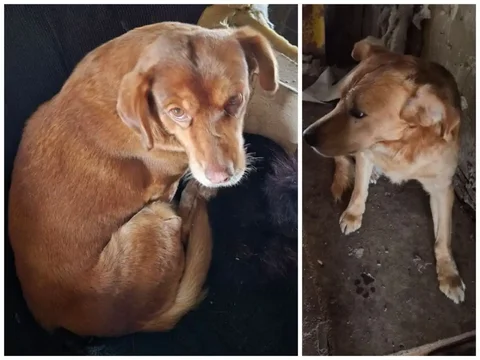 Срочно! Ищем дом для двух собак после смерти хозяина - Сельскохозяйственные животные в Тюмень