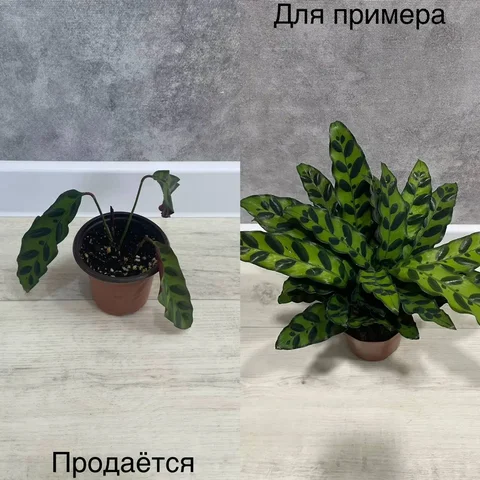Продам Калатею Лансифолия - частное объявление в Тюмень