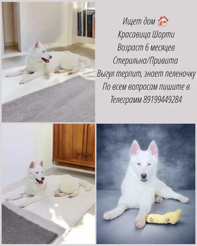 Шорти - частное объявление в Тюмень