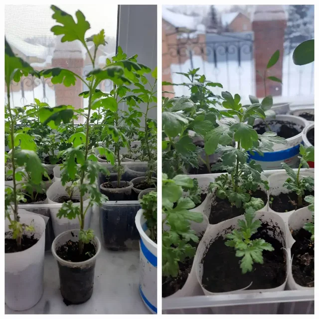 Продажа укоренных и неукоренных черенков хризантем мультифлора - Садоводство в Тюмень