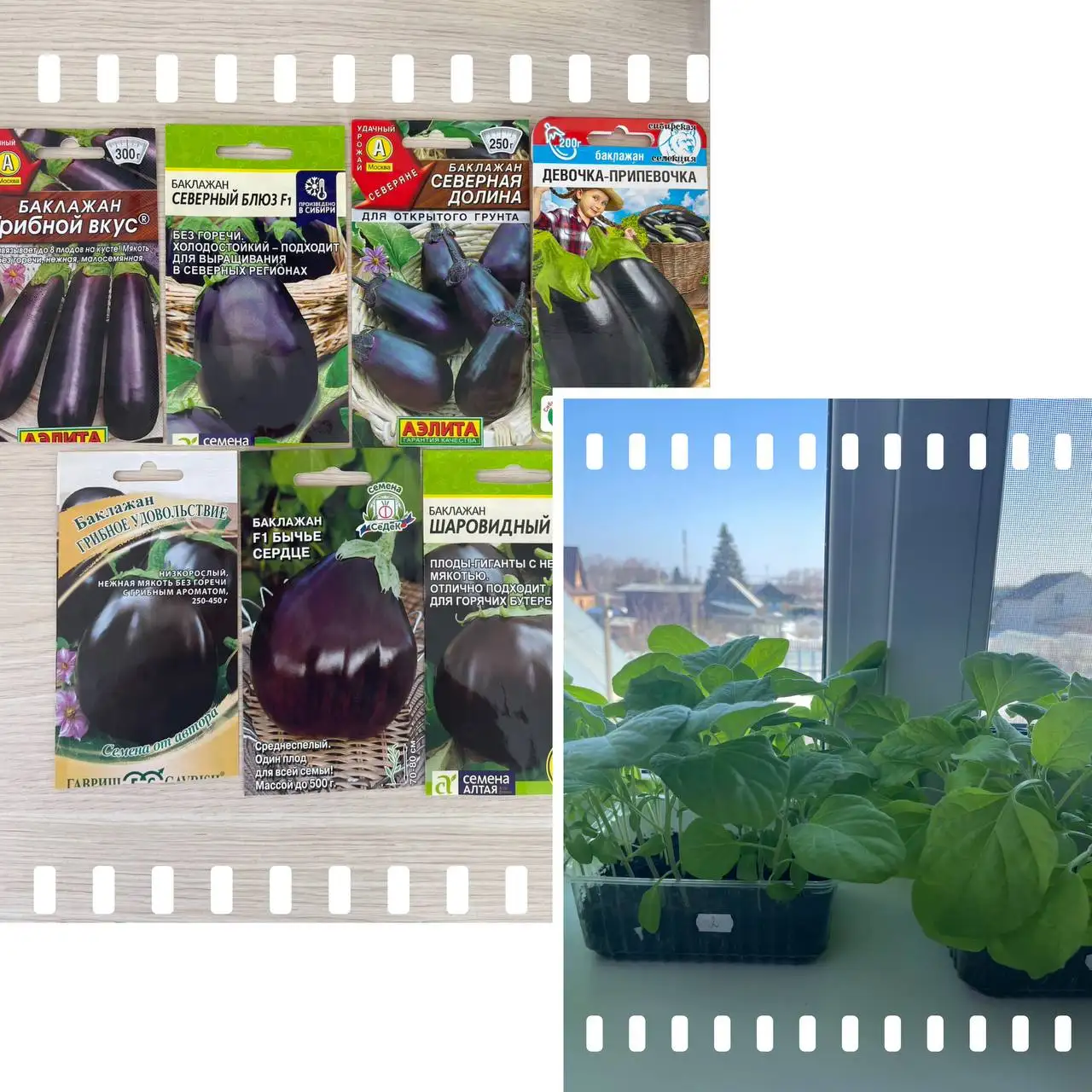 Продам рассаду баклажан - Садоводство (Хобби и отдых) в Винзили