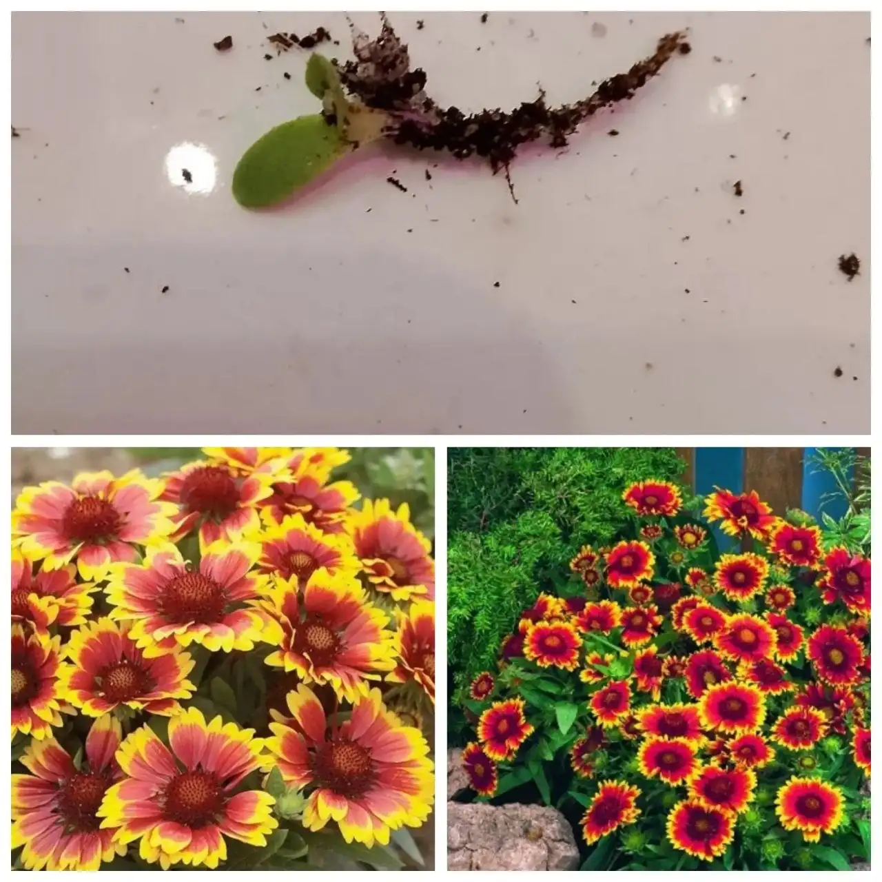 Саженцы рассады Гайлардии остистой - Садоводство (Хобби и отдых) в Тюмень