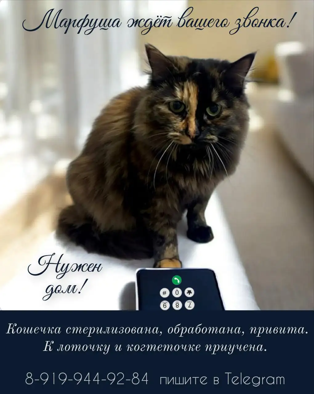 Кошка Марфуша - Кошки (Животные) в Тюмень